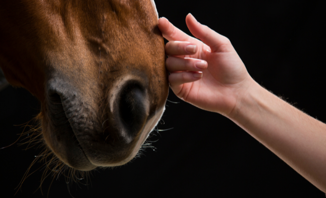 Come supportare il sistema immunitario del cavallo con l’alimentazione 1 Mano che accarezza il muso di un cavallo