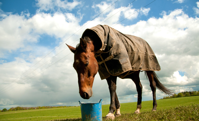 Come supportare il sistema immunitario del cavallo con l’alimentazione 3 5