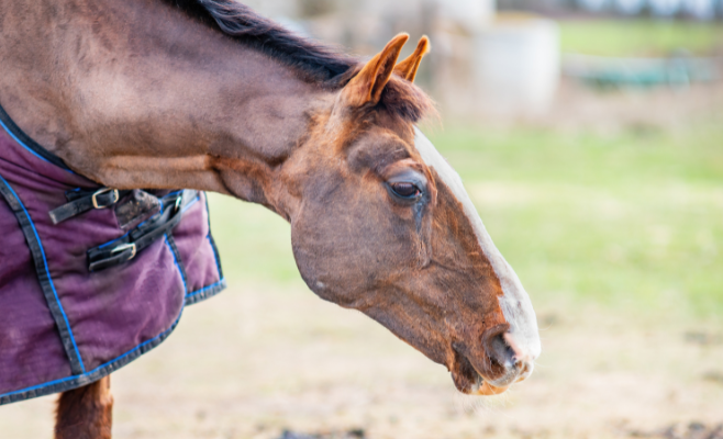 Come supportare il sistema immunitario del cavallo con l’alimentazione 6 6