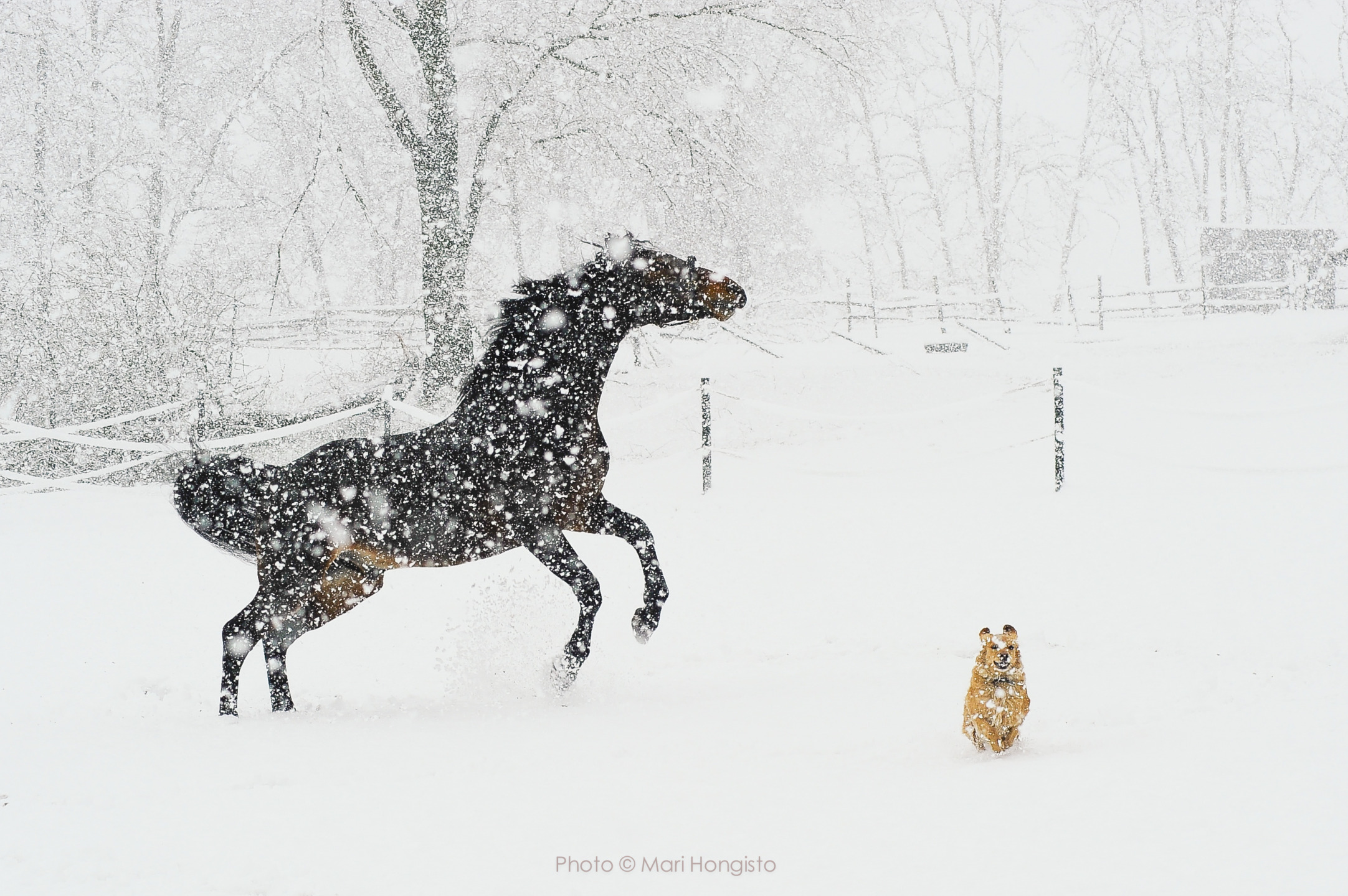 I cavalli e la magia della neve: un legame speciale. 1 I cavalli e la magia della neve: un legame speciale