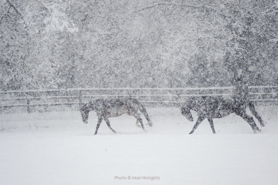 I cavalli e la magia della neve: un legame speciale. 2 DSC7160