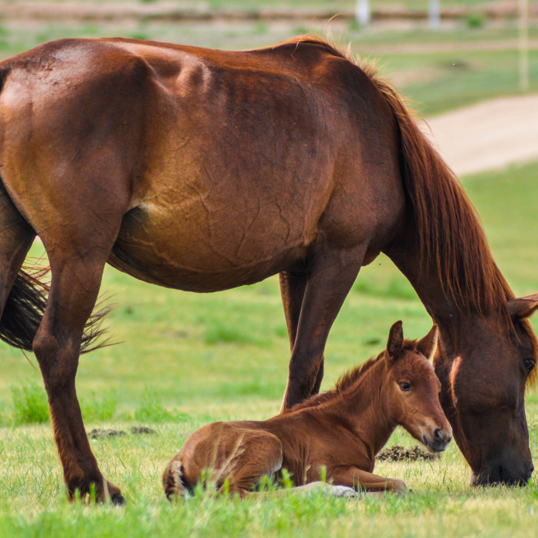 La fertilità delle cavalle: guida completa per allevatori e appassionati 1 quadrata 1