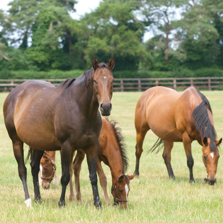 La fertilità delle cavalle: guida completa per allevatori e appassionati 3 quadrata 2