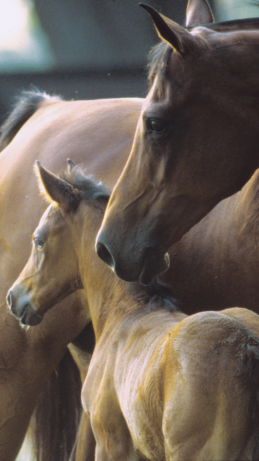 La fertilità delle cavalle: guida completa per allevatori e appassionati 4 storia 1