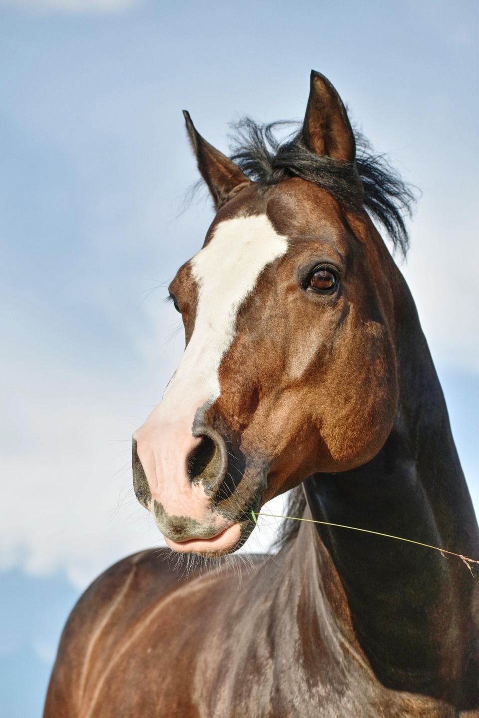 Magnetoterapia: un investimento sul benessere del cavallo 1 IMG 5590