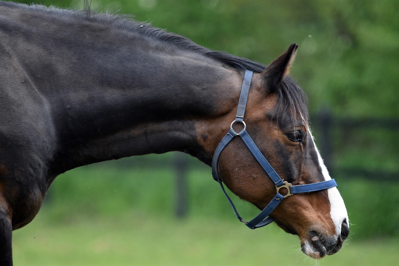 Le orecchie del cavallo, poesia in movimento 3 IMG 5636