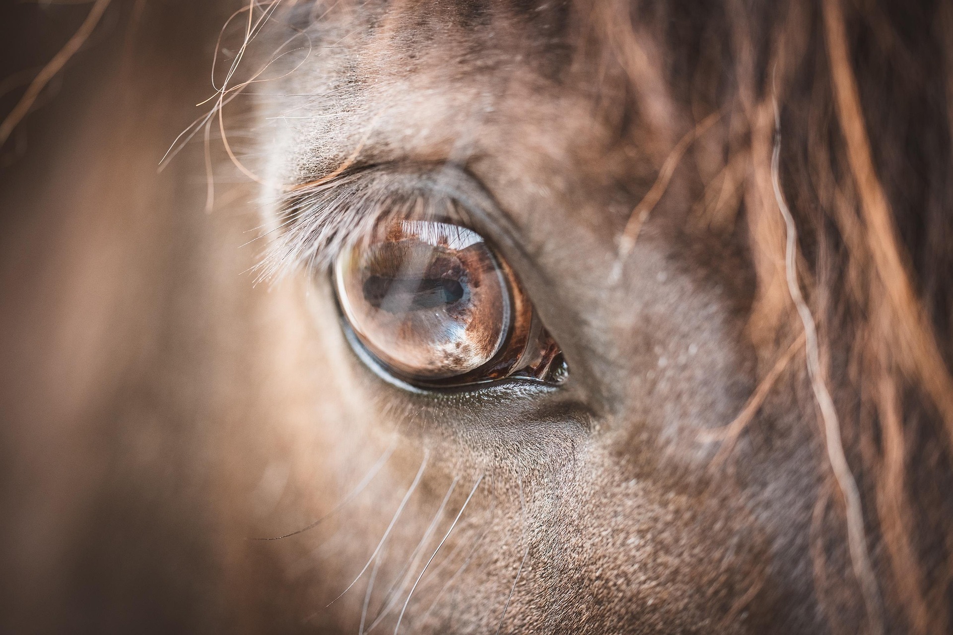 Come vede il cavallo: conosciamo il mondo attraverso i suoi occhi 1 Occhio del cavallo