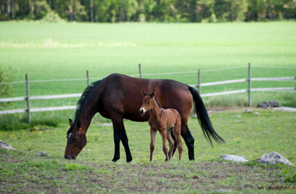 Swedish warmblood