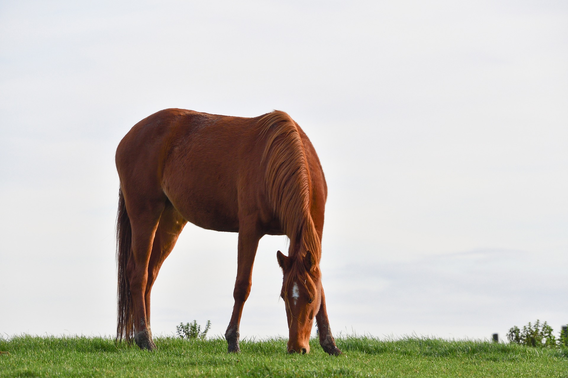 I sensi del cavallo: una guida alla comprensione di un animale straordinario 1 cavallo nella natura