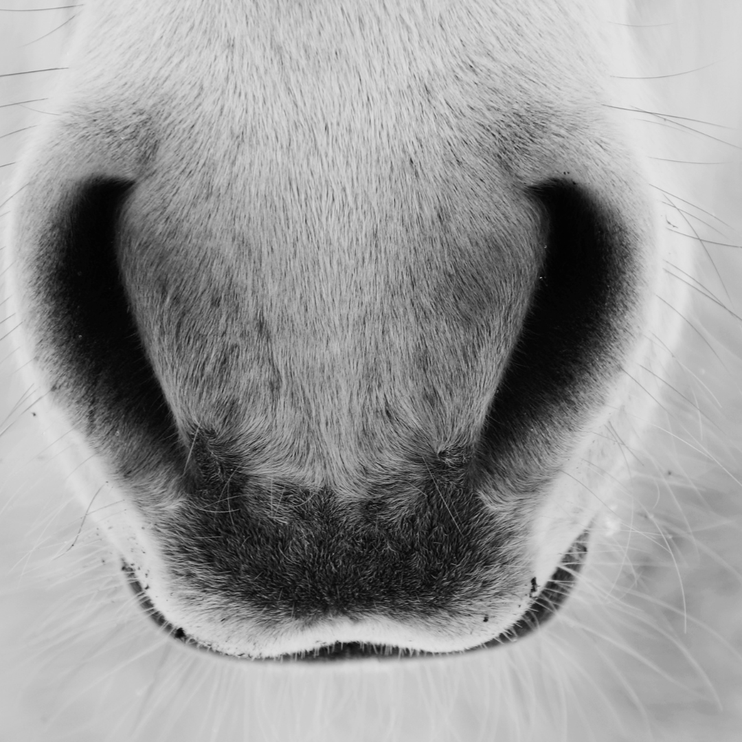 Facciamo un respiro profondo: uomo vs cavallo 1 post prima scelta