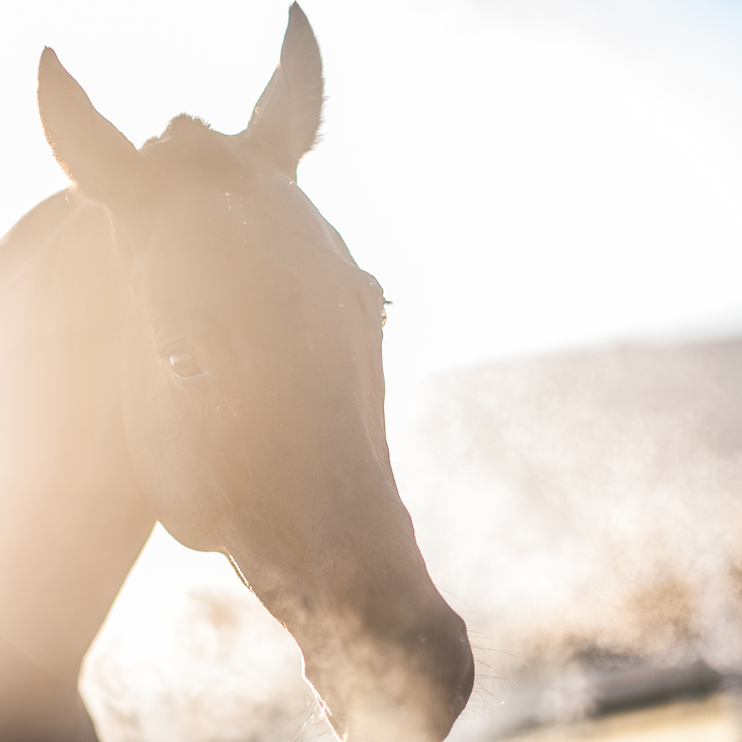 Facciamo un respiro profondo: uomo vs cavallo 3 post seconda ipotesi