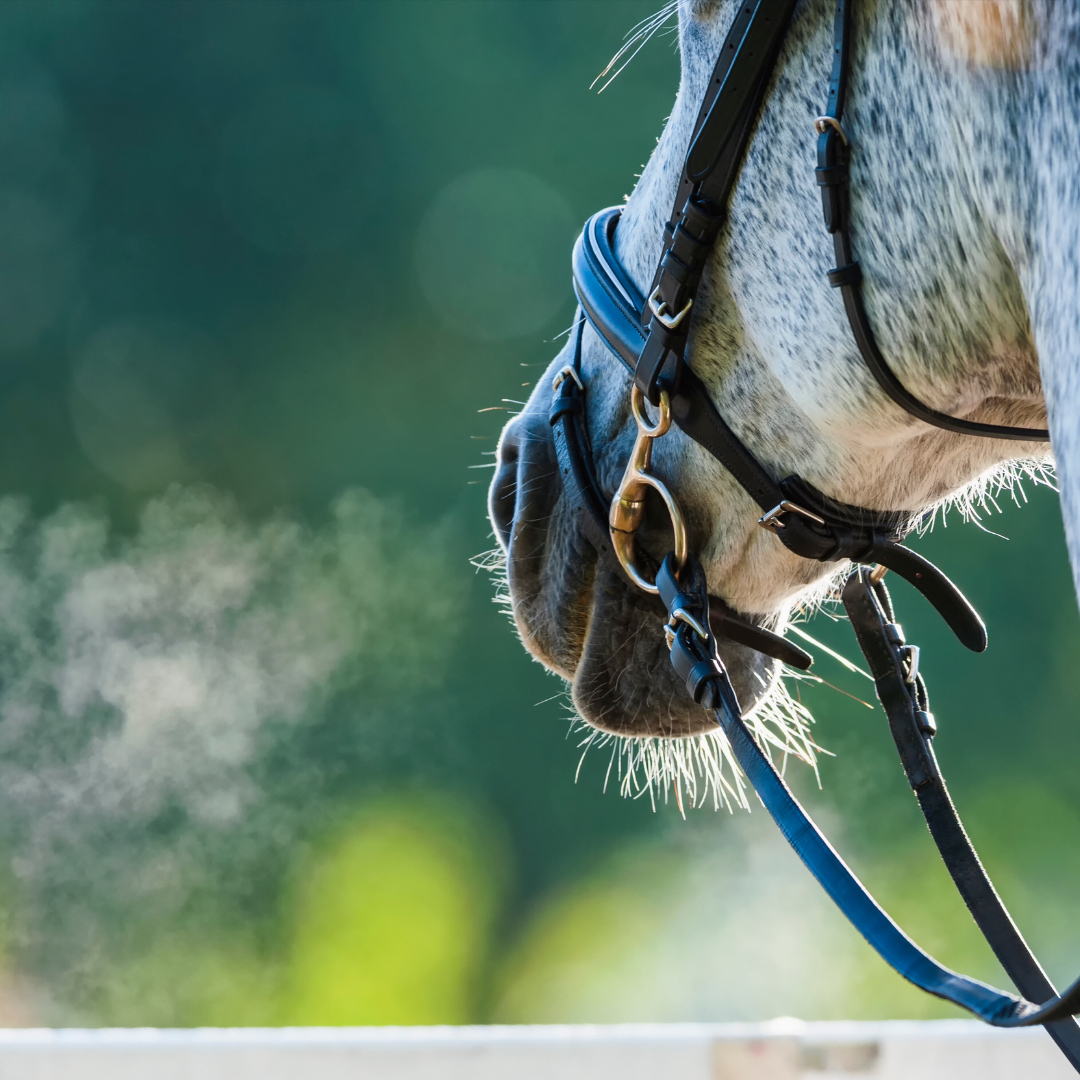 Facciamo un respiro profondo: uomo vs cavallo 5 post terza ipotesi