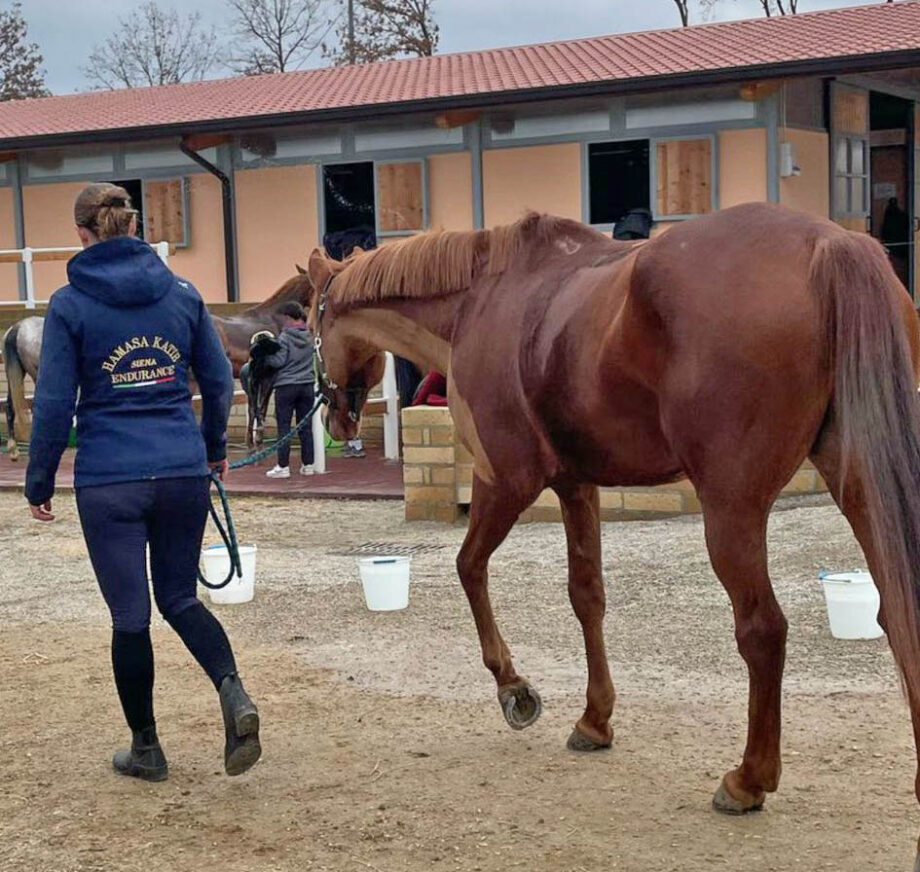 Formazione Equestre: l'Endurance al centro dell'attenzione al BHTC. 2 WhatsApp Image 2025 02 27 at 09.56.12
