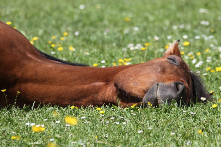 Mindfulness per stare bene con sé stessi, anche a cavallo 2 horse 4457022 1920