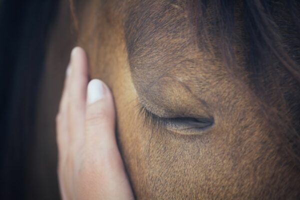 Mindfulness e equitazione per stare bene_