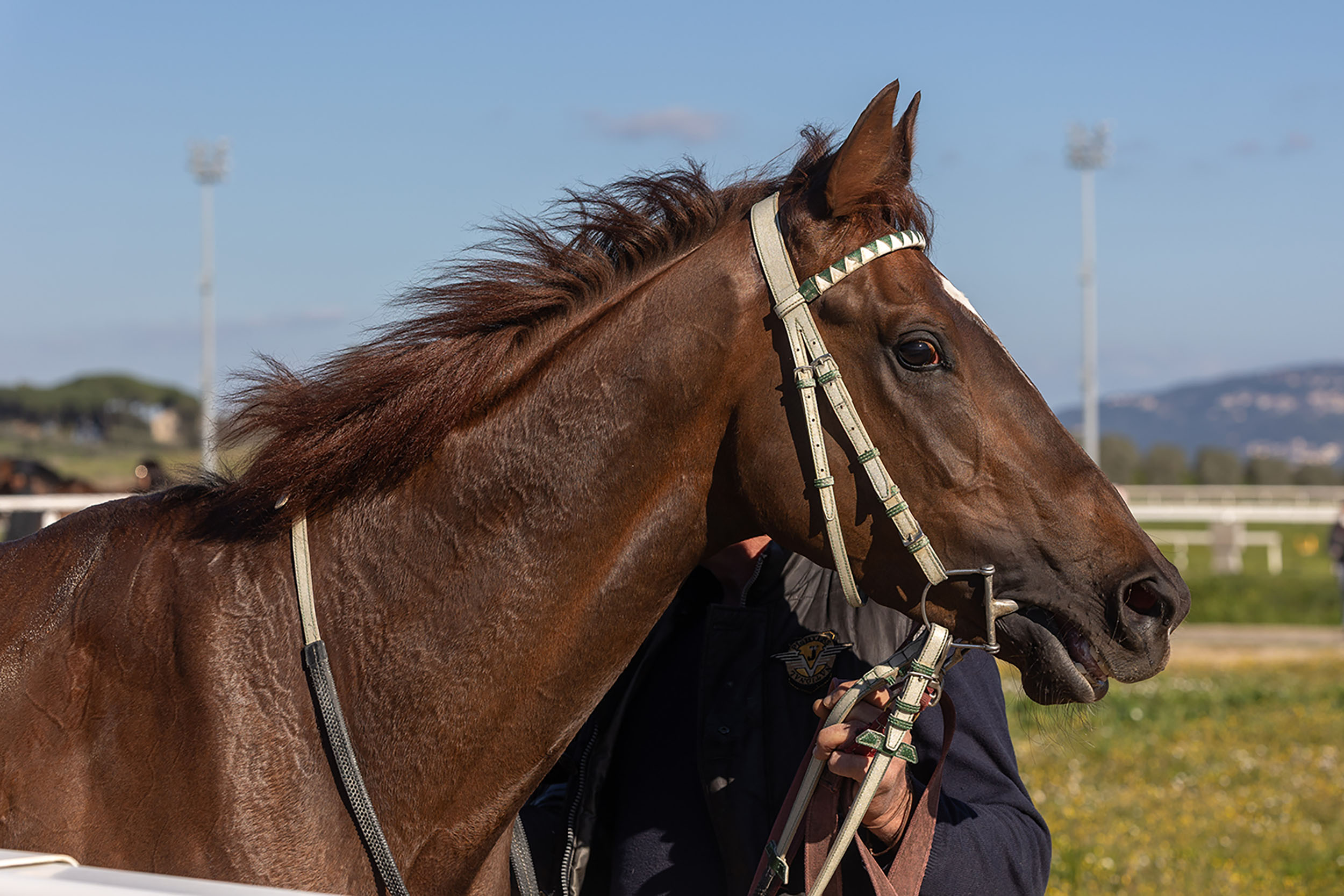 Ronzinante, ma non troppo! 1 La scelta di un nome per il proprio cavallo è un momento importante perché sarà poi quello che porterà sui campi di gara, nei concorsi, sulle piste degli ippodromi.