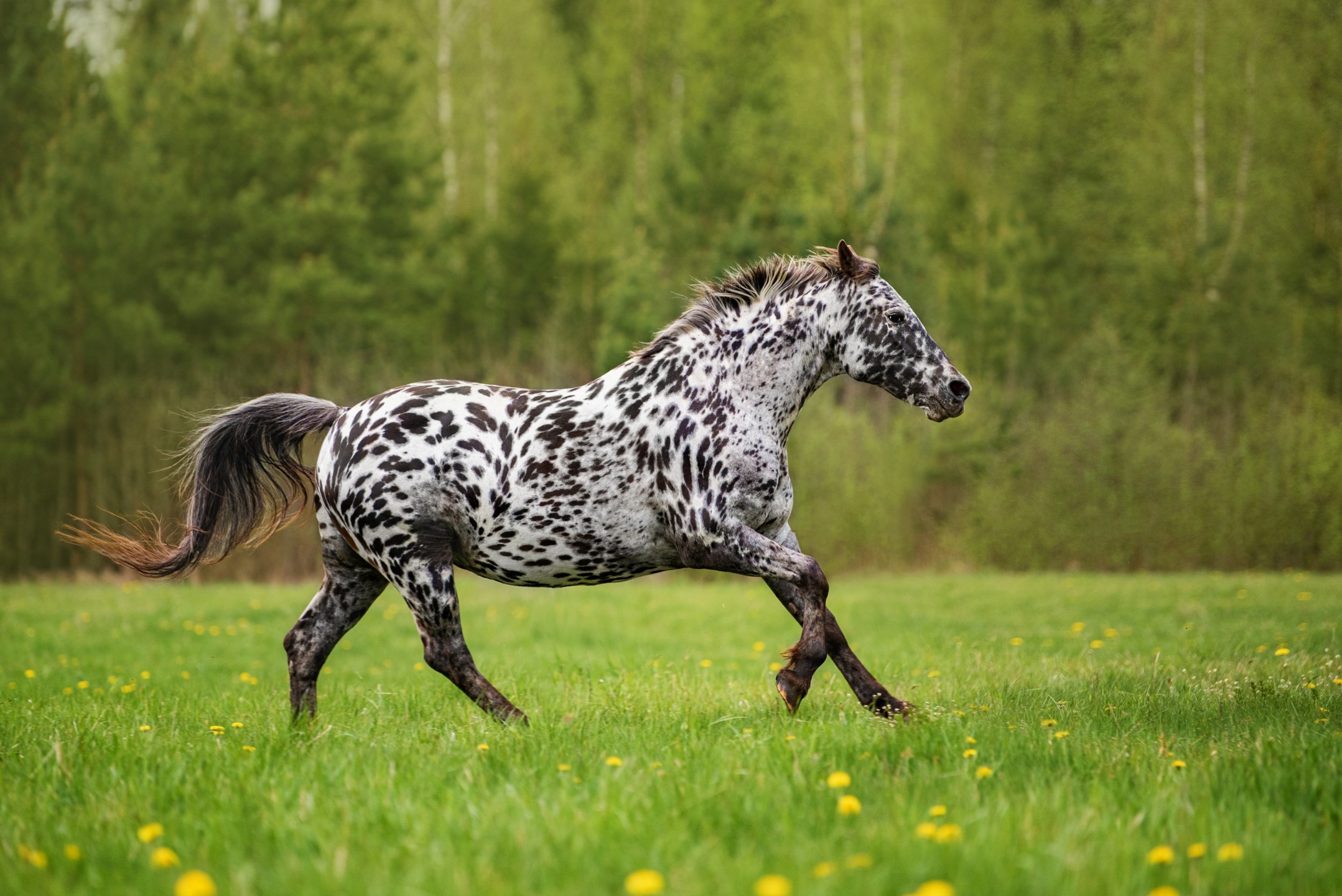 Il Knabstrupper, il preferito da Crudelia Demon. Continua il viaggio di HSJ lungo il grande itinerario delle razze equine che popolano il mondo. 1 Il Knabstrupper, il preferito da Crudelia Demon