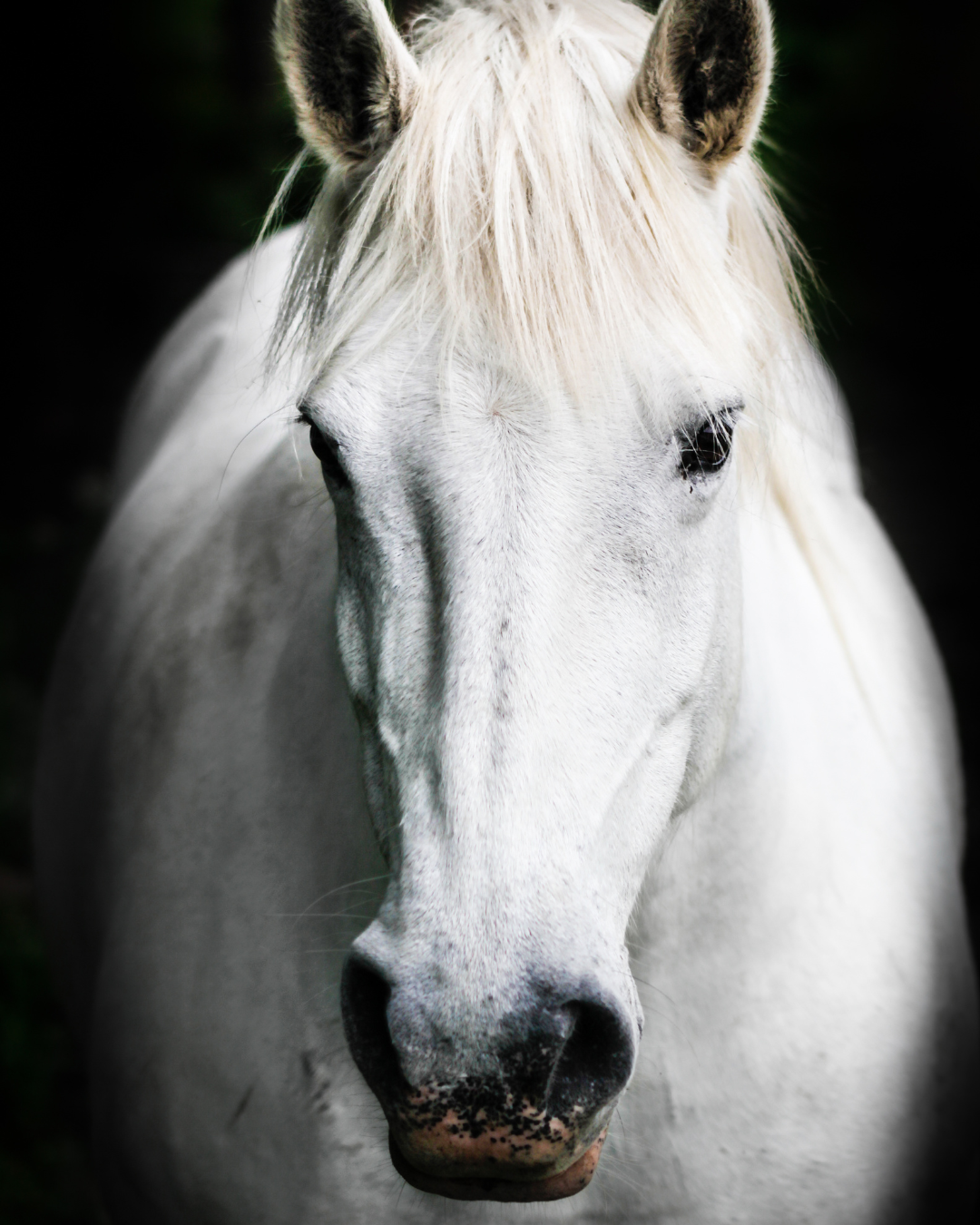 Il Cushing nel cavallo: la corretta gestione nutrizionale 1 2
