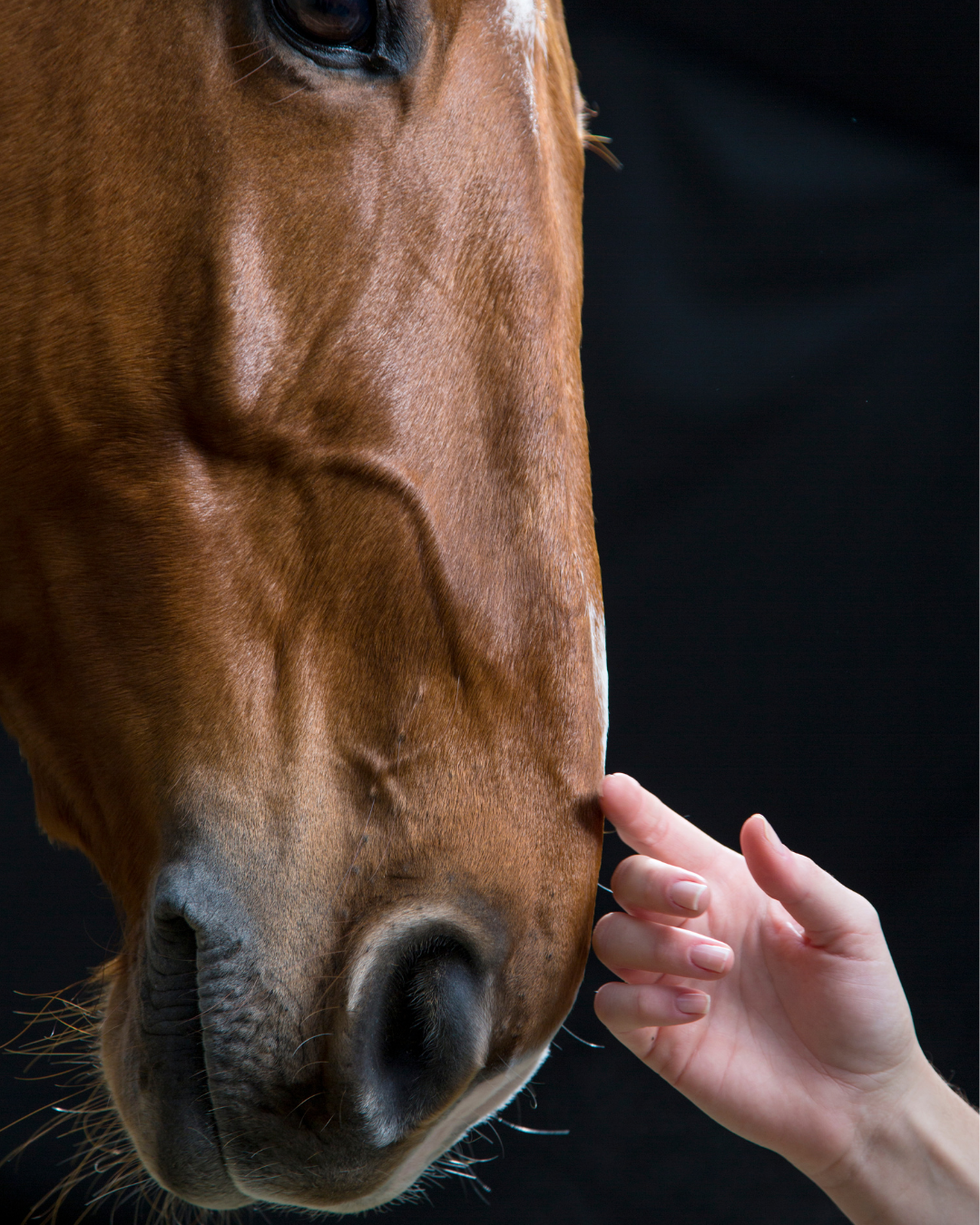 Il Cushing nel cavallo: la corretta gestione nutrizionale 3 4 2