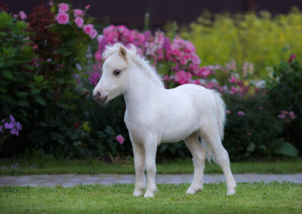 -CSIO giovanile e pony Busto Arsizio: ecco gli azzurrini convocati