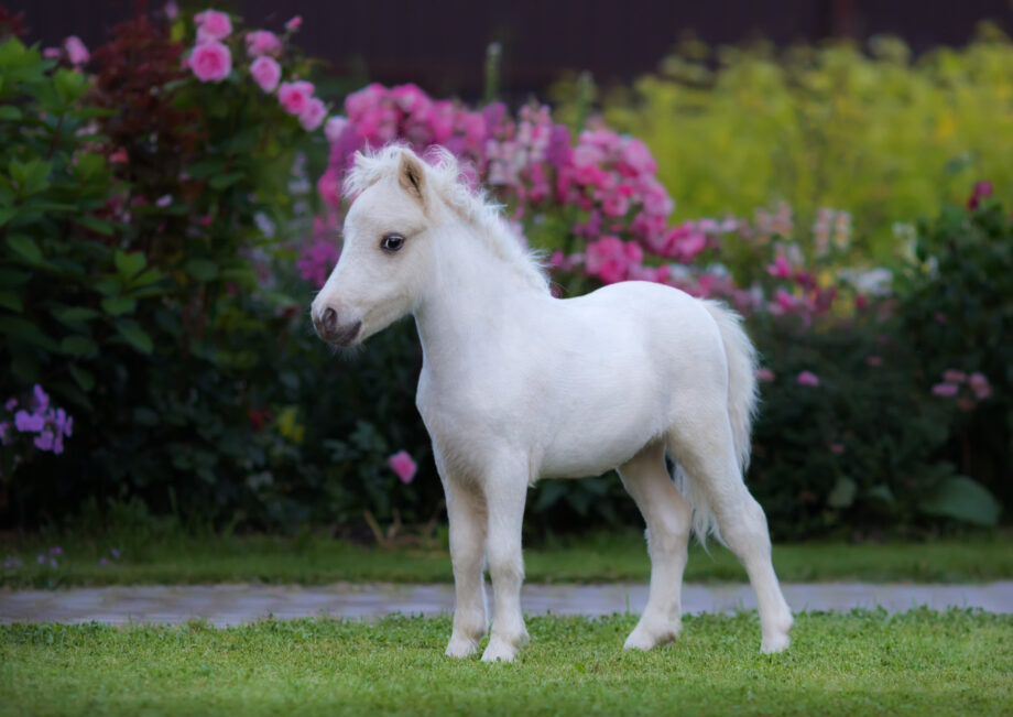 -CSIO giovanile e pony Busto Arsizio: ecco gli azzurrini convocati