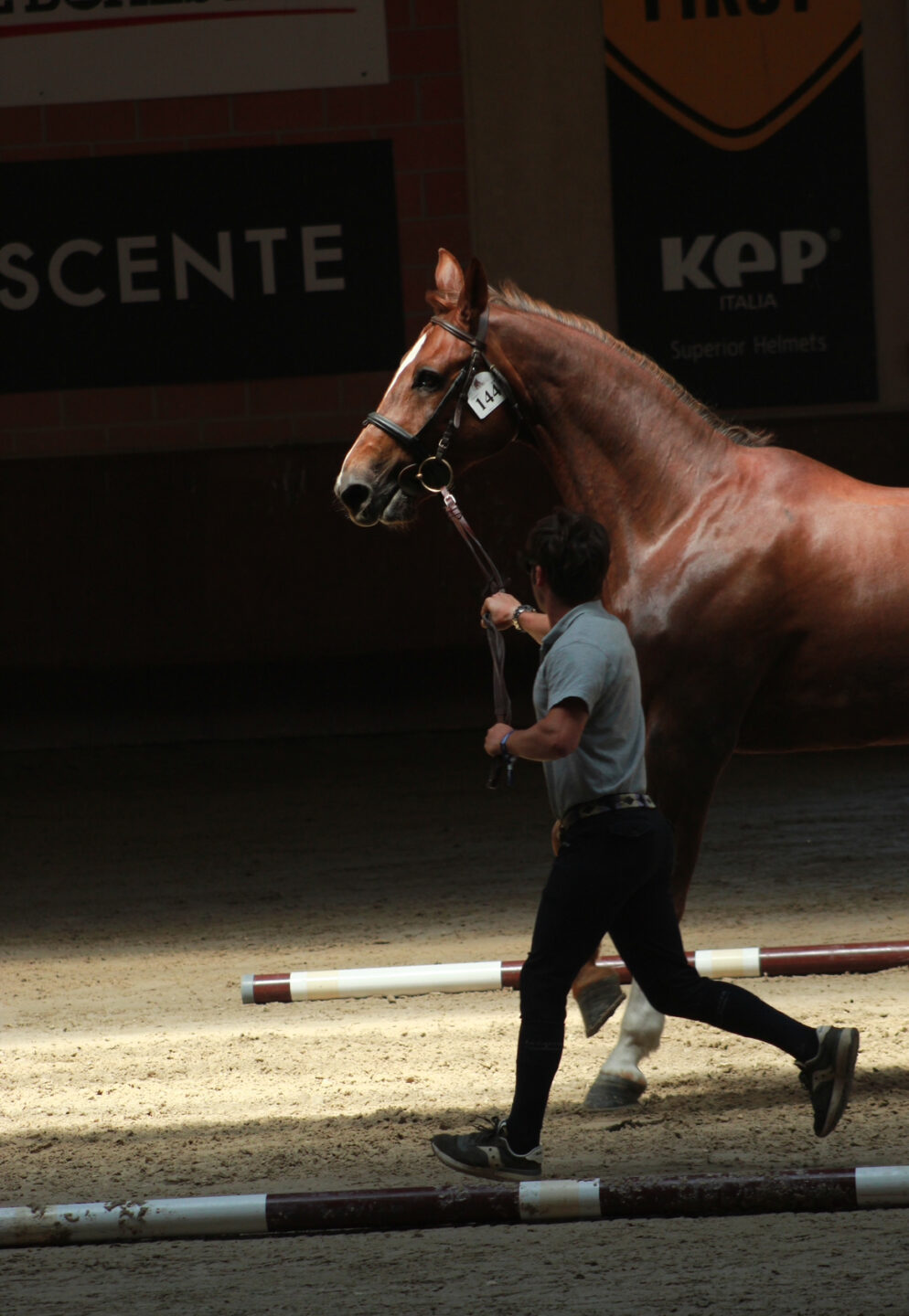 Garantire il benessere del cavallo: il ruolo dei Veterinari Ufficiali FEI in concorso 1 IMG 0192