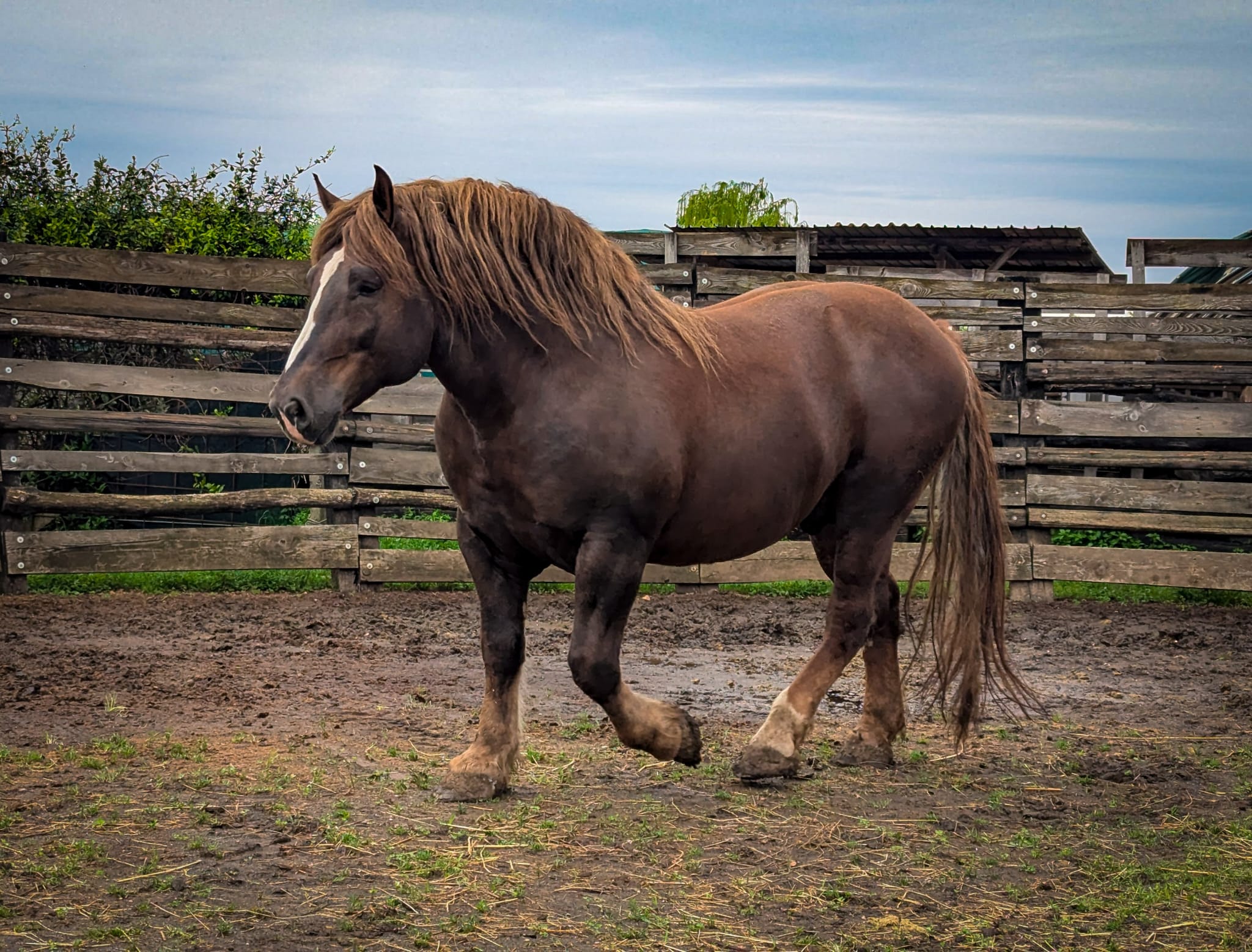 Dall’Italia agli States con i nostri Cavalli Agricoli. 2 discoverthehorse02