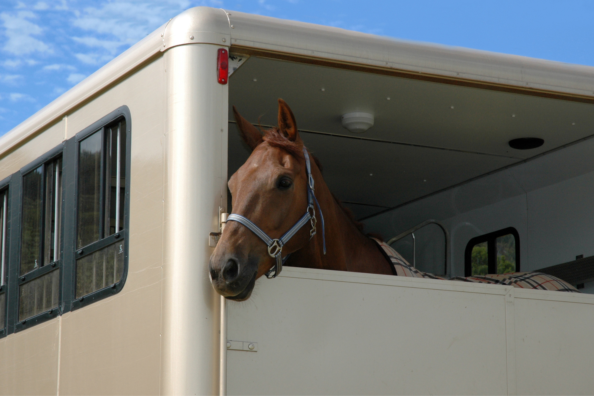 La gestione alimentare di un cavallo che deve essere trasportato 1 immagine 5