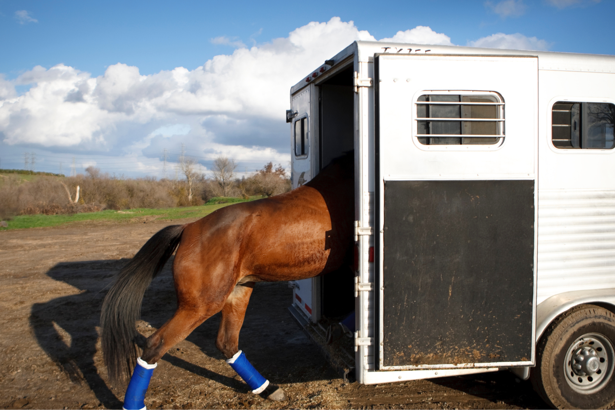 La gestione alimentare di un cavallo che deve essere trasportato 3 immagine 6