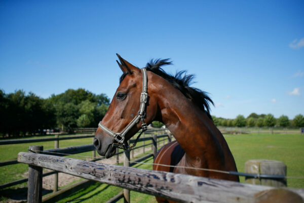 Puledro al paddock