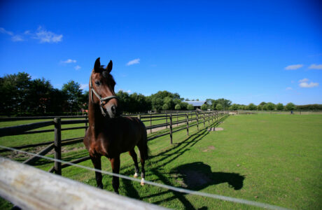 Puledro al paddock