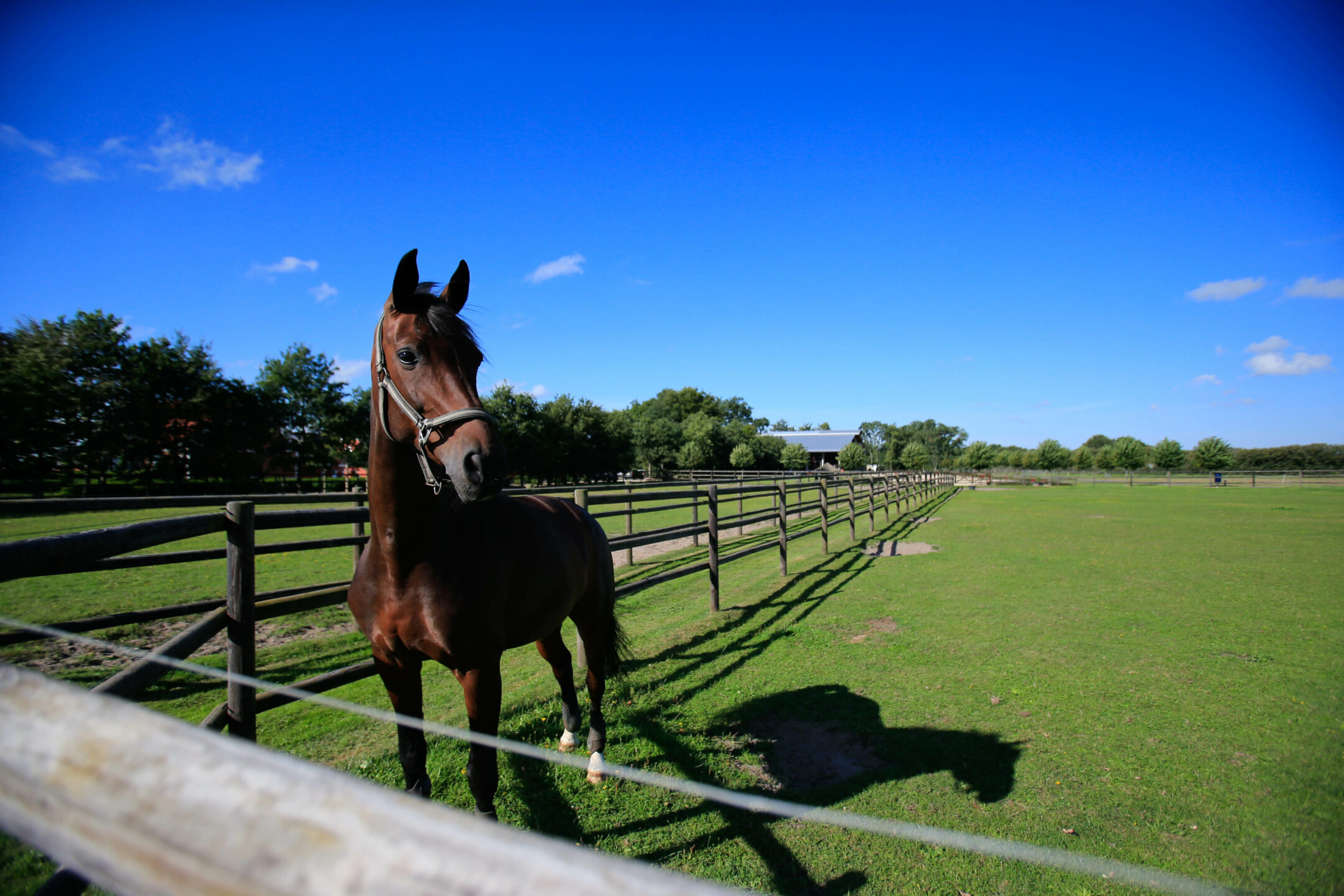 Puledro al paddock
