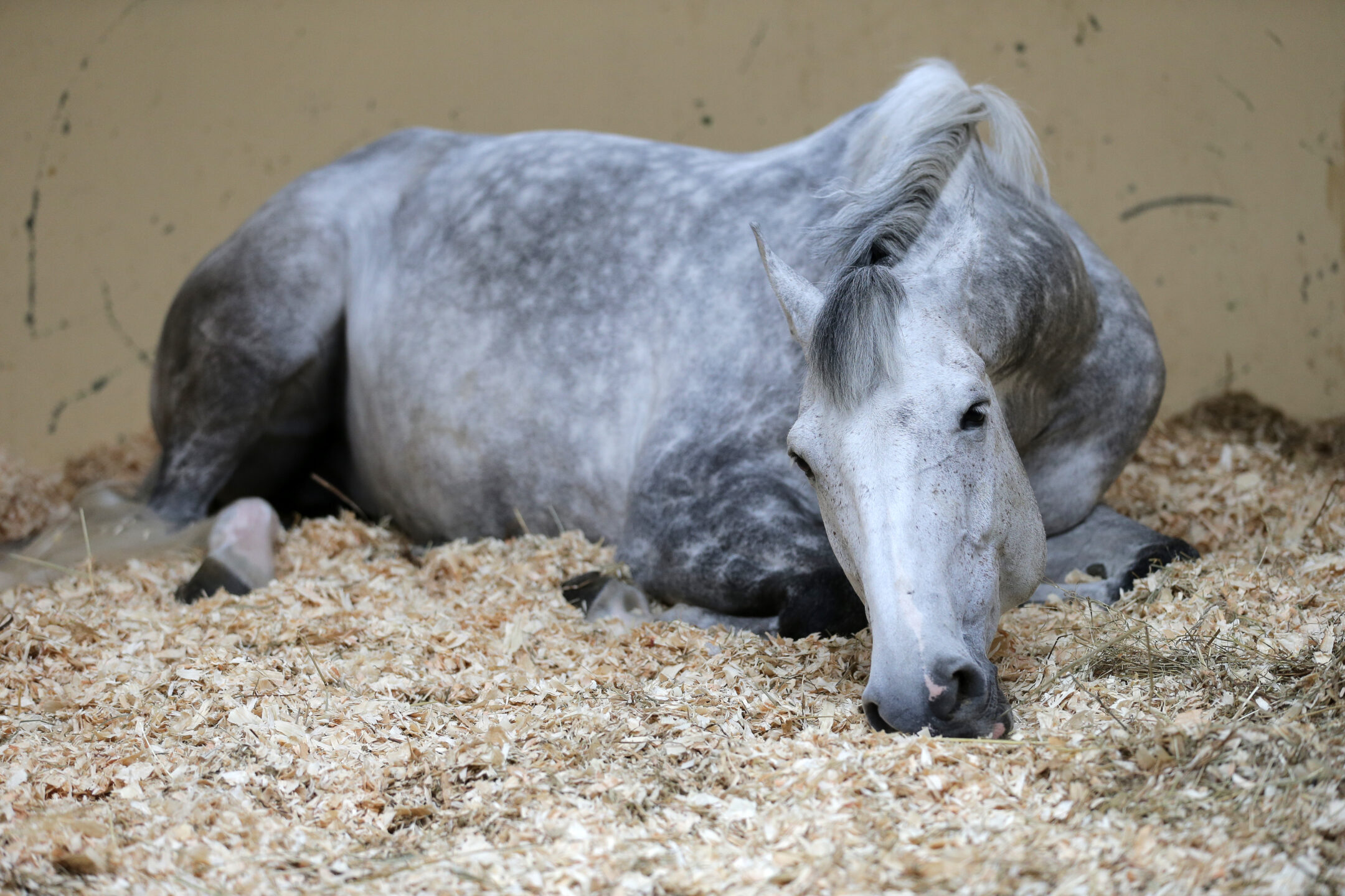 Il cavallo dorme in piedi... ma sogna sdraiato