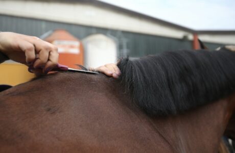 Dietro le Quinte con il Top Groom Internazionale Alan Carlos: I Segreti per la Cura del Cavallo da Roma 1 IMG 0203