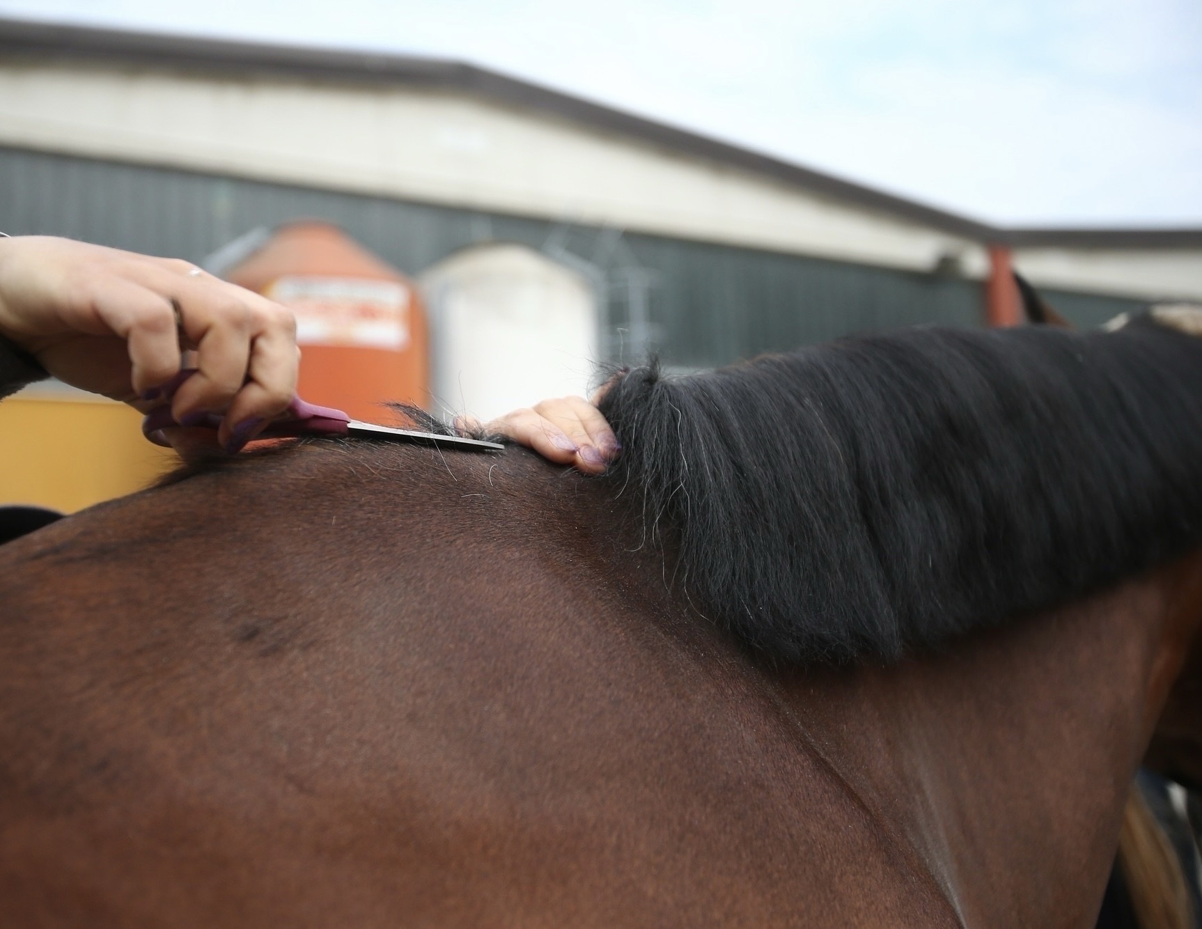 Dietro le Quinte con il Top Groom Internazionale Alan Carlos: I Segreti per la Cura del Cavallo da Roma 1 IMG 0203