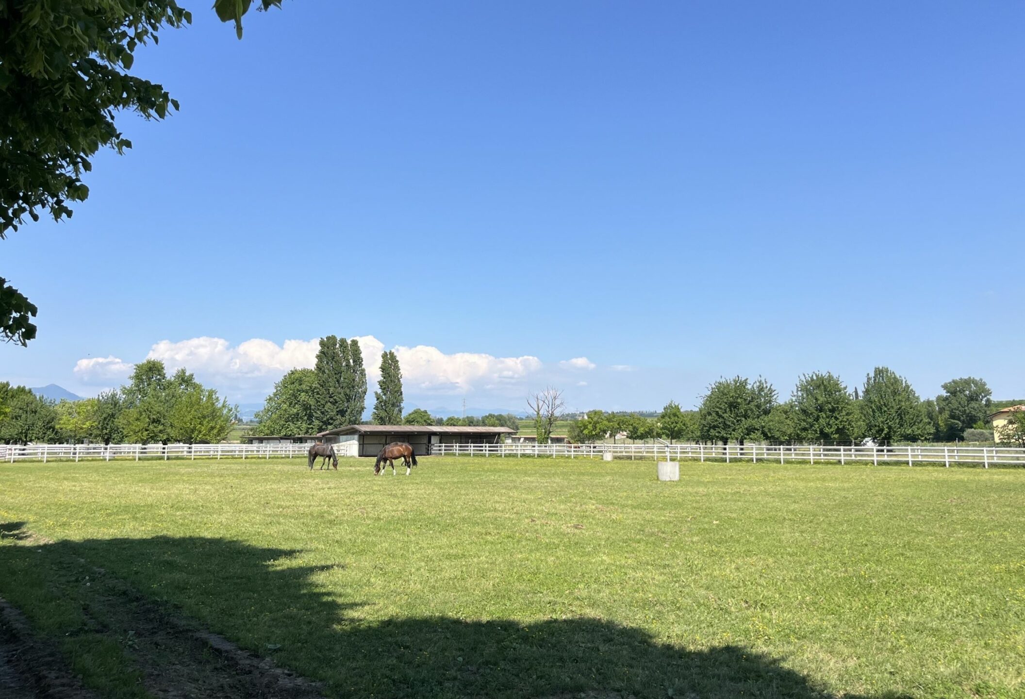 Scuderie del Garda: molto più di un centro equestre, un luogo da vivere 7 Scuderie del Garda