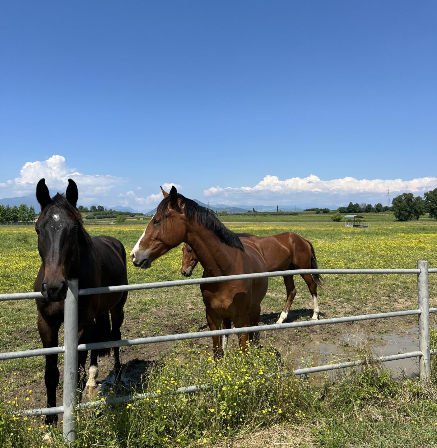Scuderie del Garda: molto più di un centro equestre, un luogo da vivere 3 Scuderie del Garda