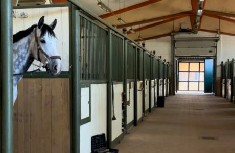 Scuderie del Garda: molto più di un centro equestre, un luogo da vivere 1 Scuderie del Garda