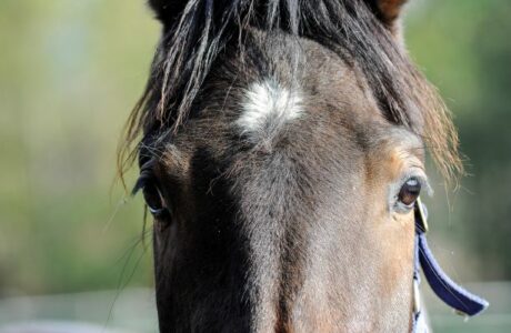 Approvata la nuova legge sui reati contro gli animali: più tutele e pene più severe. 1 Approvata la nuova legge sui reati contro gli animali: più tutele e pene più severe