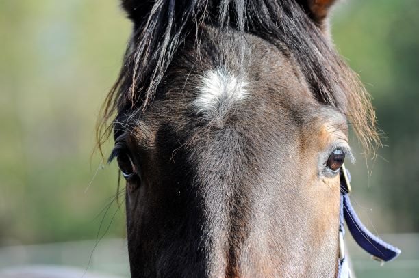 Approvata la nuova legge sui reati contro gli animali: più tutele e pene più severe