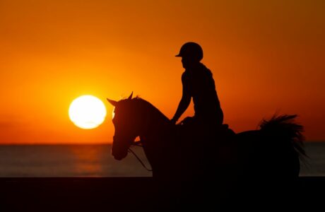 Il cavallo può imparare fino a 100 comandi diversi. 1 Il cavallo può imparare fino a 100 comandi diversi