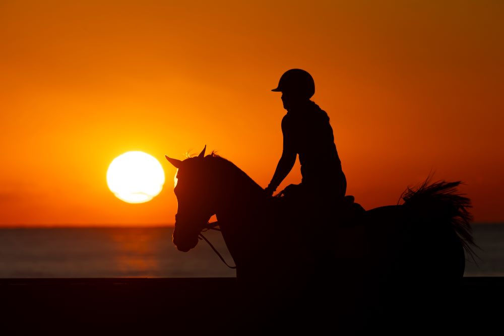 Il cavallo può imparare fino a 100 comandi diversi. 1 Il cavallo può imparare fino a 100 comandi diversi
