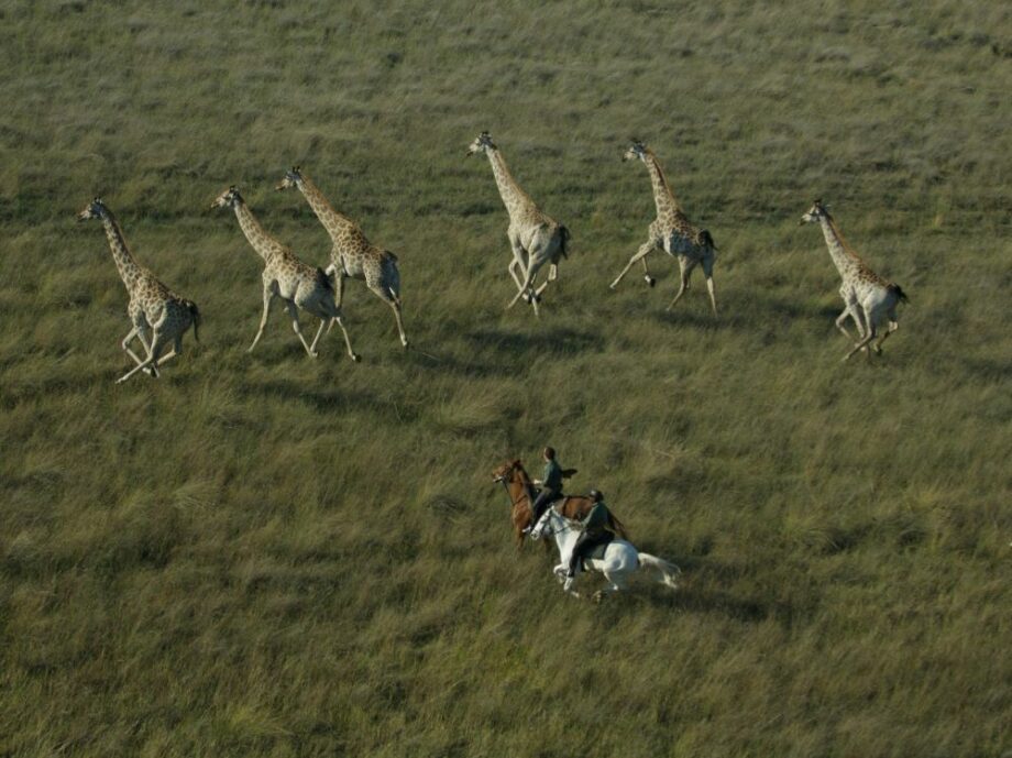 Estate “SELVAGGIA” a cavallo: 5 idee per un safari indimenticabile tra natura, avventura e libertà. 2 viaggi 1