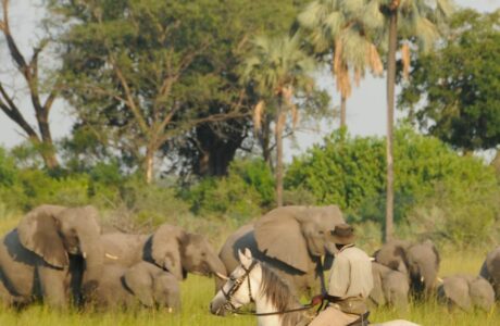 Estate “SELVAGGIA” a cavallo: 5 idee per un safari indimenticabile tra natura, avventura e libertà. 1 Estate “SELVAGGIA” a cavallo: 5 idee per un safari indimenticabile tra natura