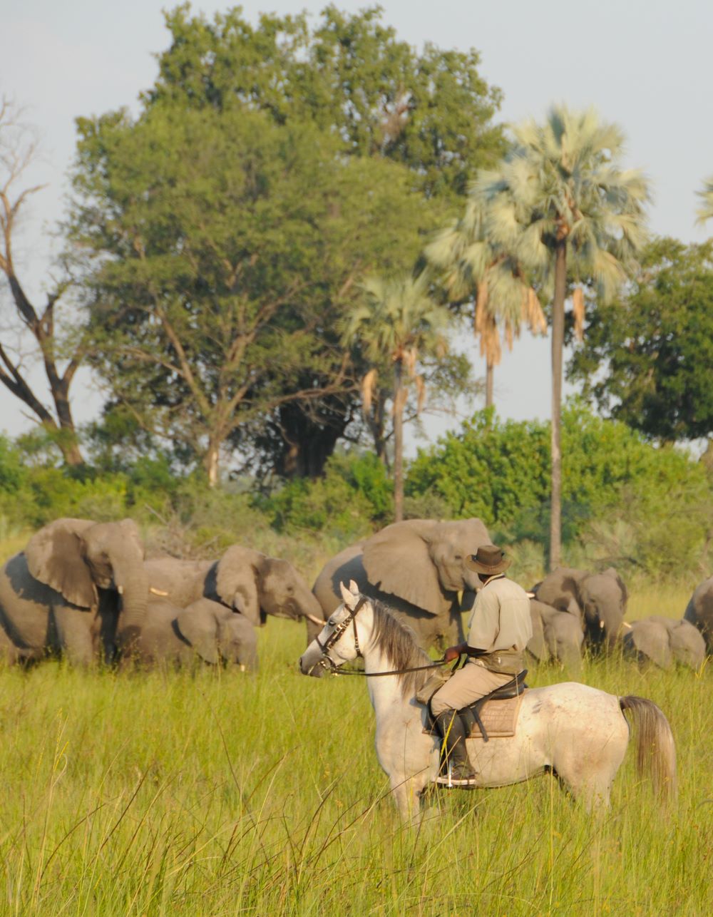 Estate “SELVAGGIA” a cavallo: 5 idee per un safari indimenticabile tra natura, avventura e libertà. 1 Estate “SELVAGGIA” a cavallo: 5 idee per un safari indimenticabile tra natura