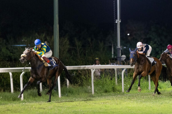 Corse all'ippodromo Caprilli di Livorno, Blu War in azione