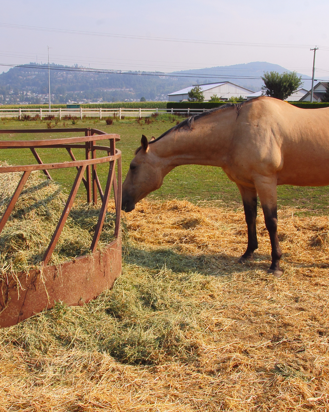 Erba medica nella dieta del cavallo: quello che c’è da sapere 2 3