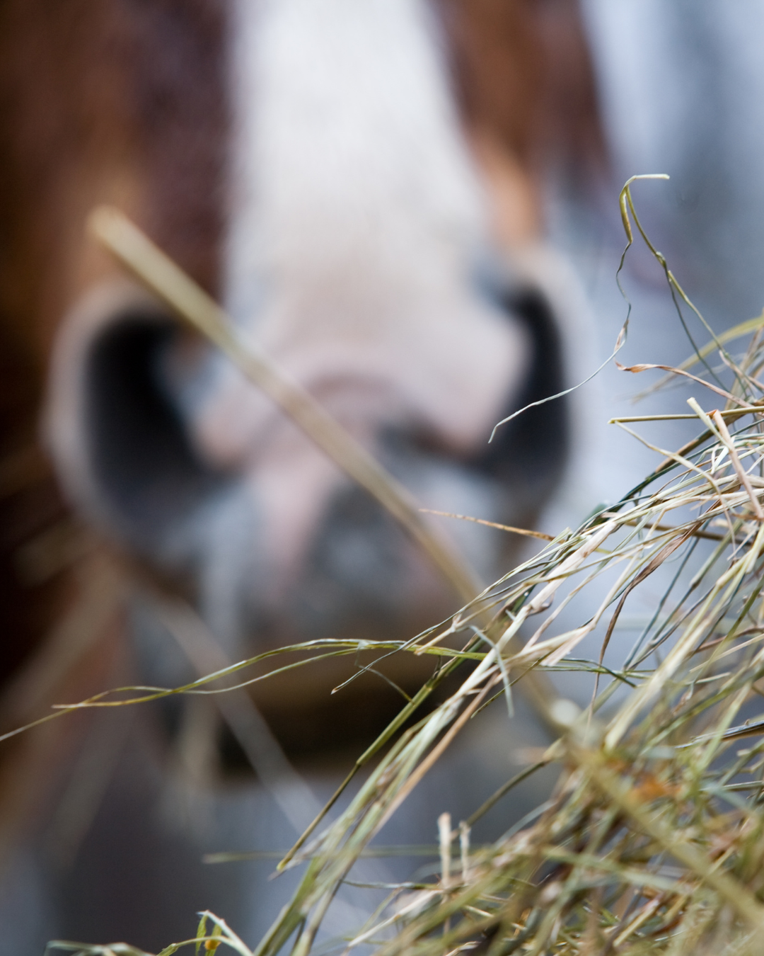 Erba medica nella dieta del cavallo: quello che c’è da sapere 1 4
