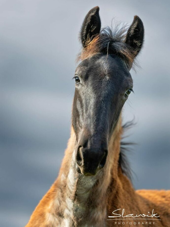 Grigio ferro testa di moro: il colore della biodiversità. 4 503051606 18081223081787774 7692104087732855923 n