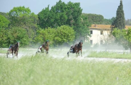 Rassegna del cavallo trottatore yearlings, cavalli in attività, carature, stalloni, fattrici a Prato. 1 Rassegna del cavallo trottatore